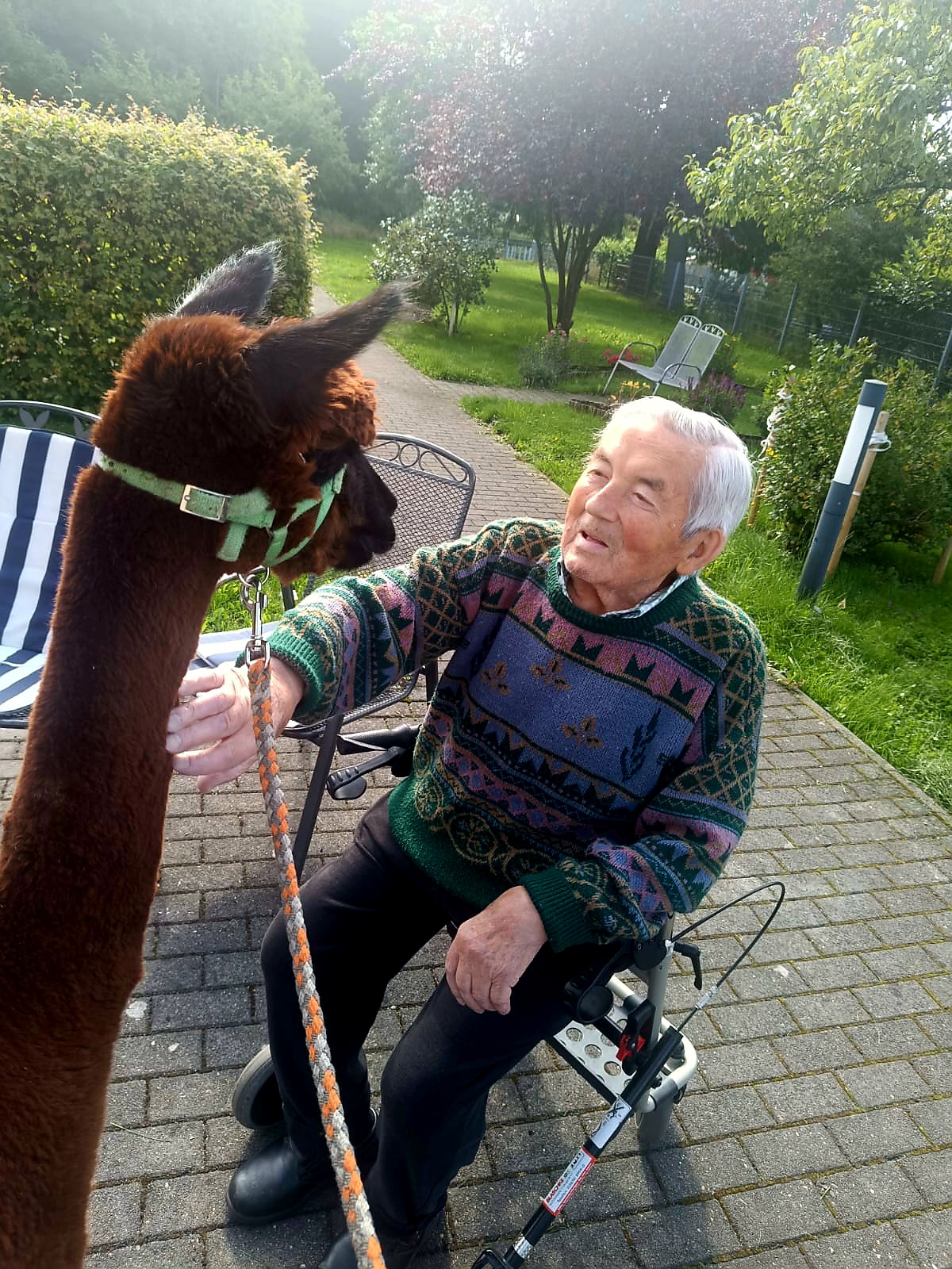 ein Bewohner streichelt ein Alpaka