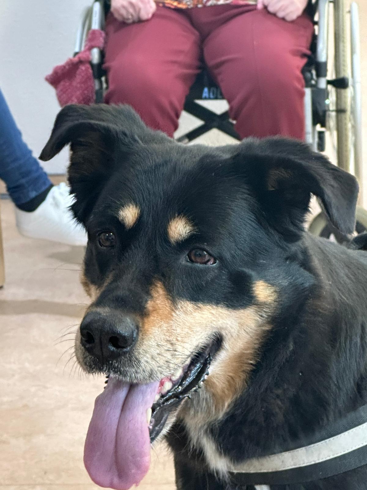 die Therapiehündin Luna